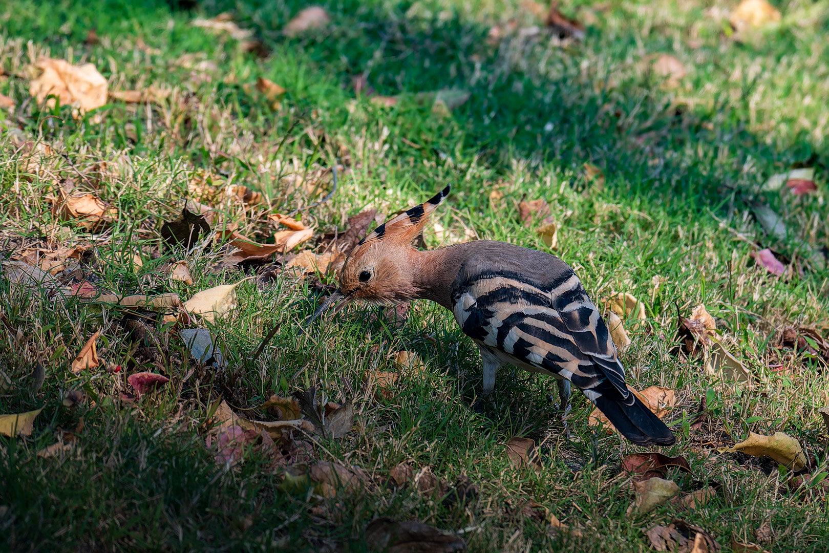 嘿嘿嘿拍到香香鸡了1