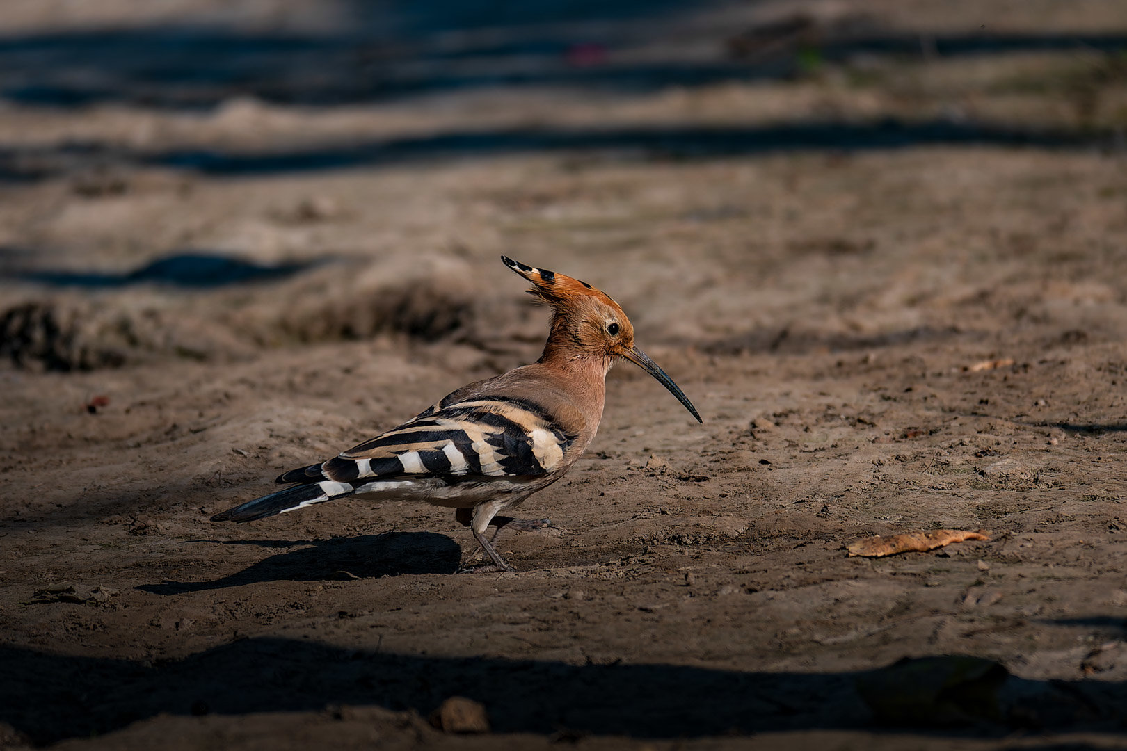 嘿嘿嘿拍到香香鸡了4