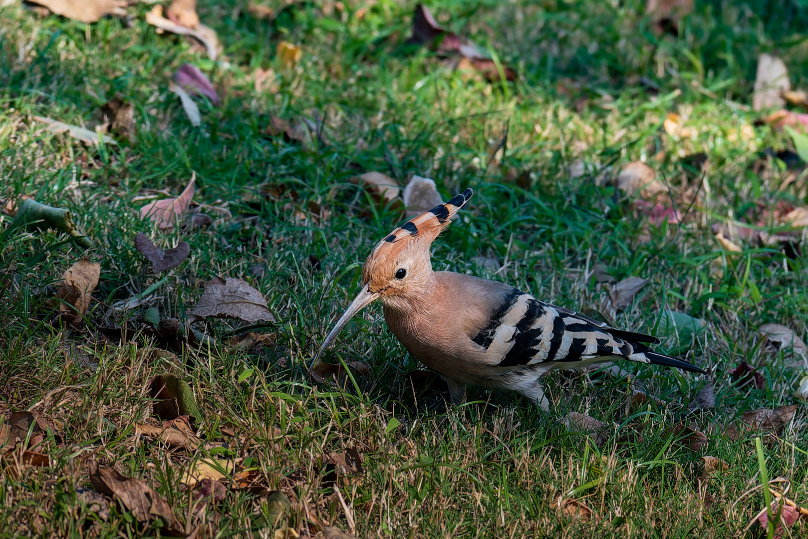 嘿嘿嘿拍到香香鸡了2