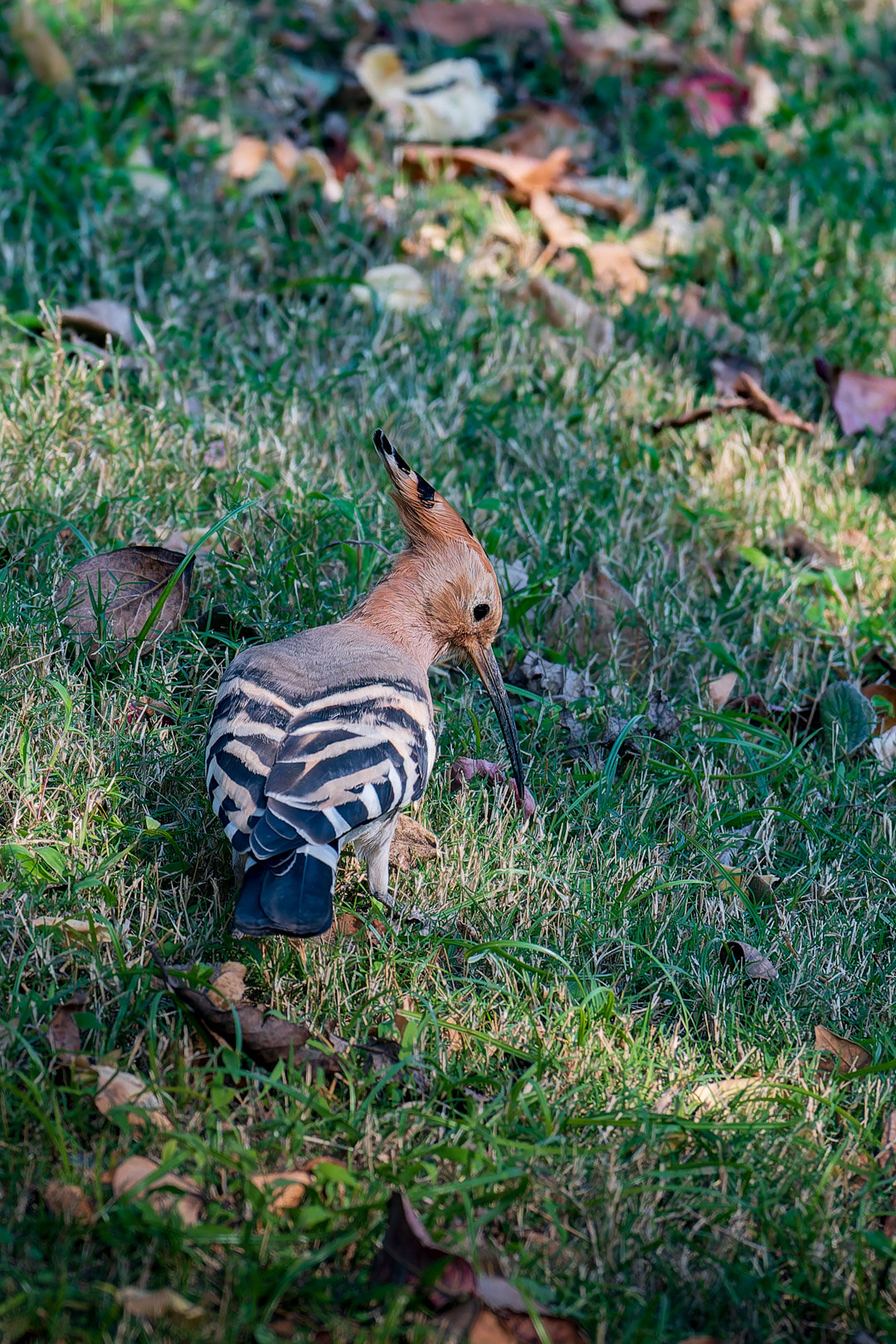 嘿嘿嘿拍到香香鸡了3