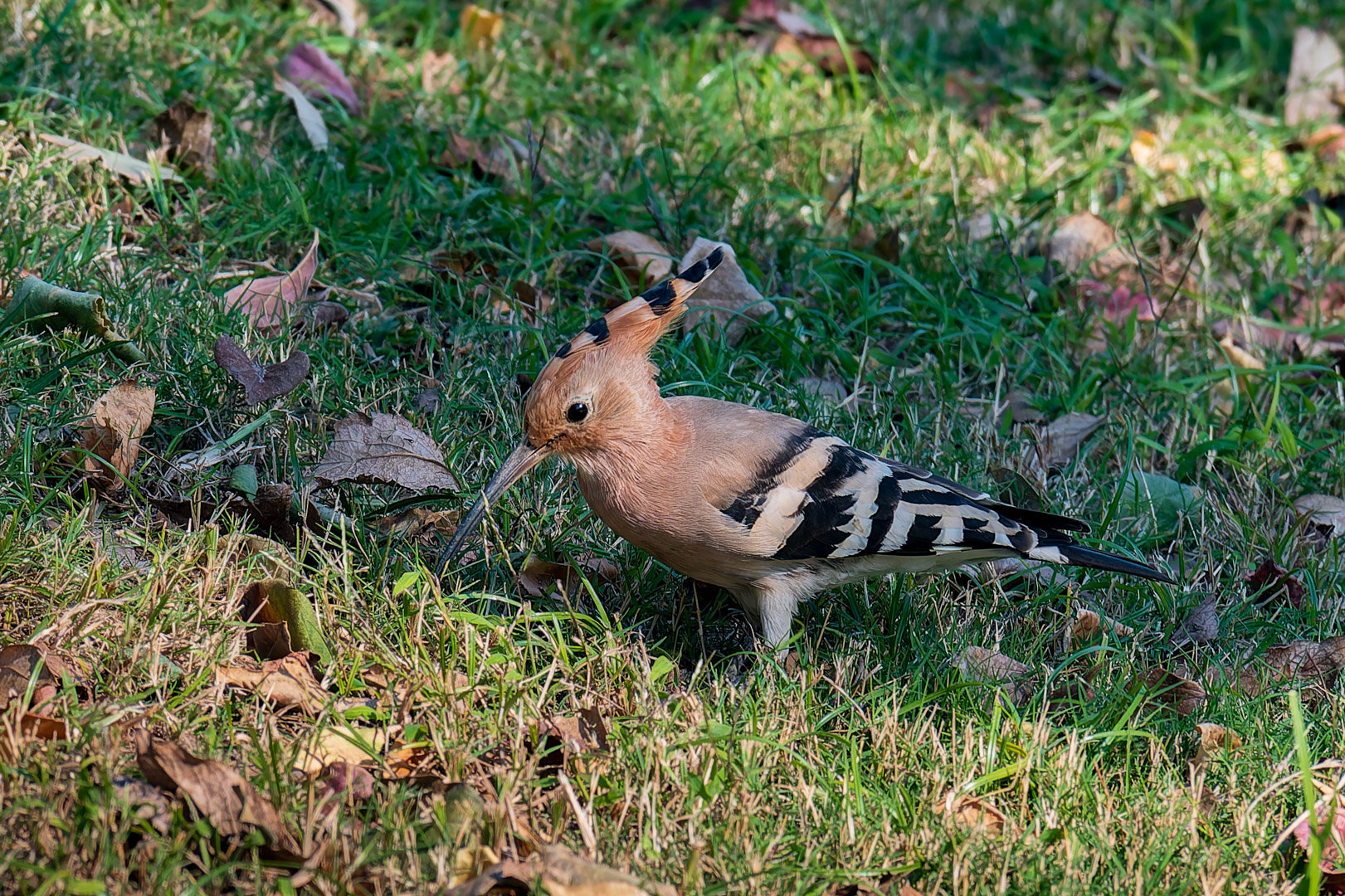 嘿嘿嘿拍到香香鸡了6