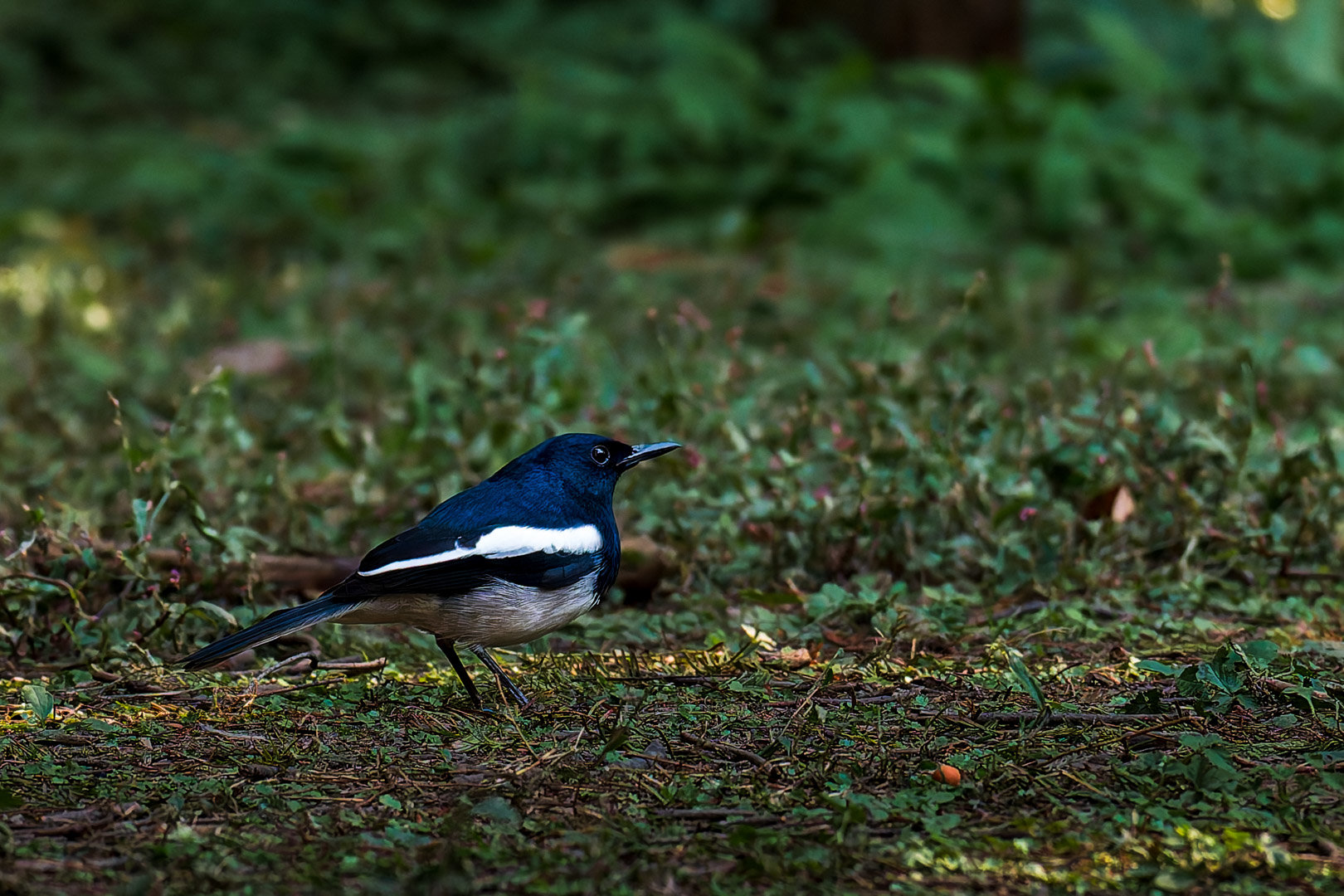 嘿嘿嘿拍到香香鸡了11