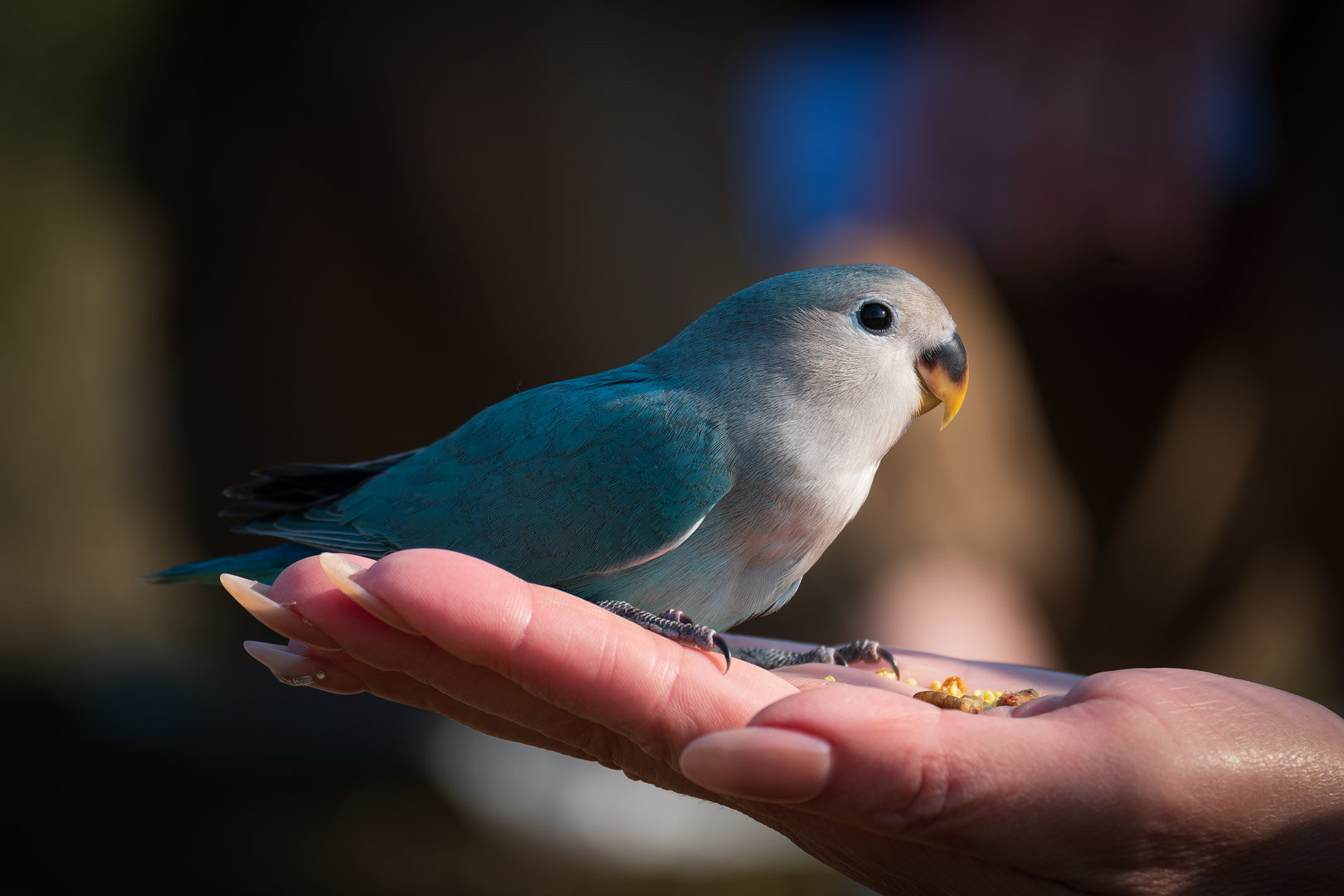 嘿嘿嘿拍到香香鸡了7
