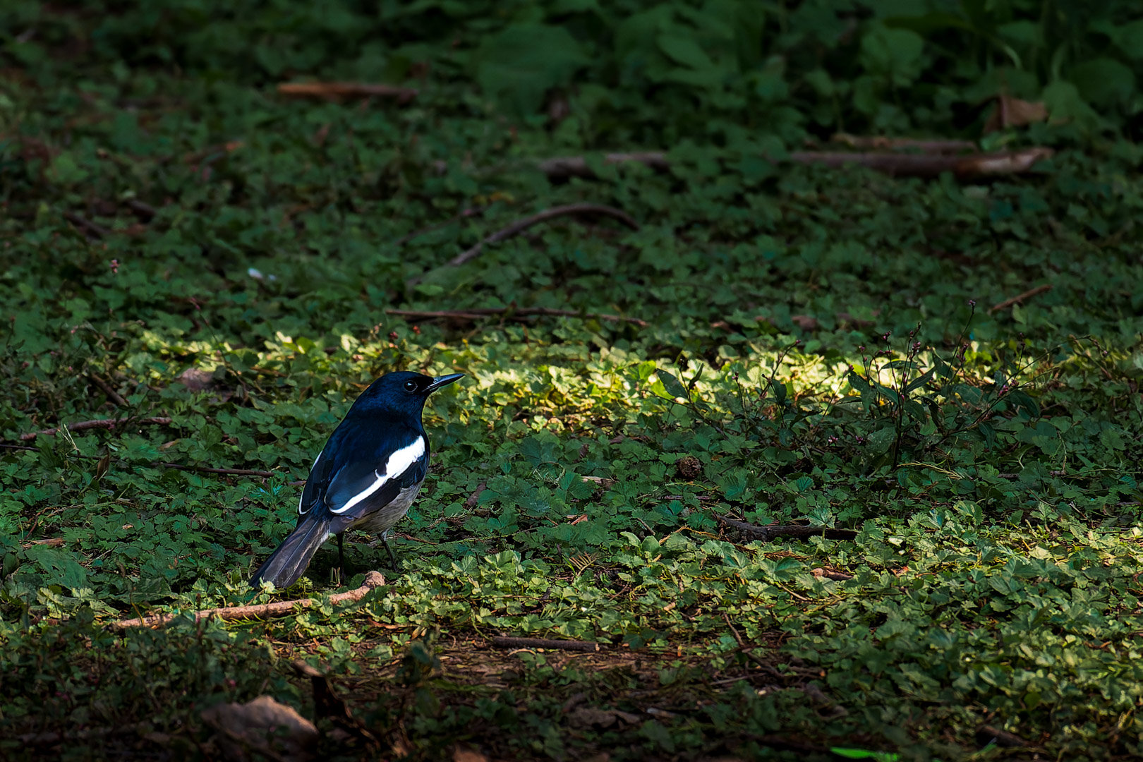 嘿嘿嘿拍到香香鸡了10