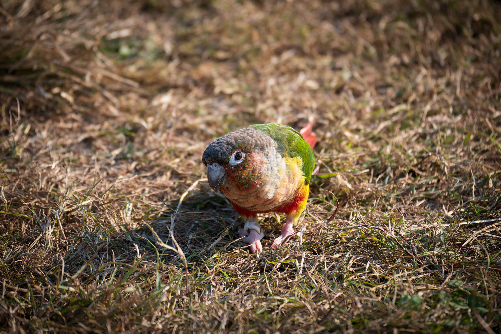 嘿嘿嘿拍到香香鸡了9
