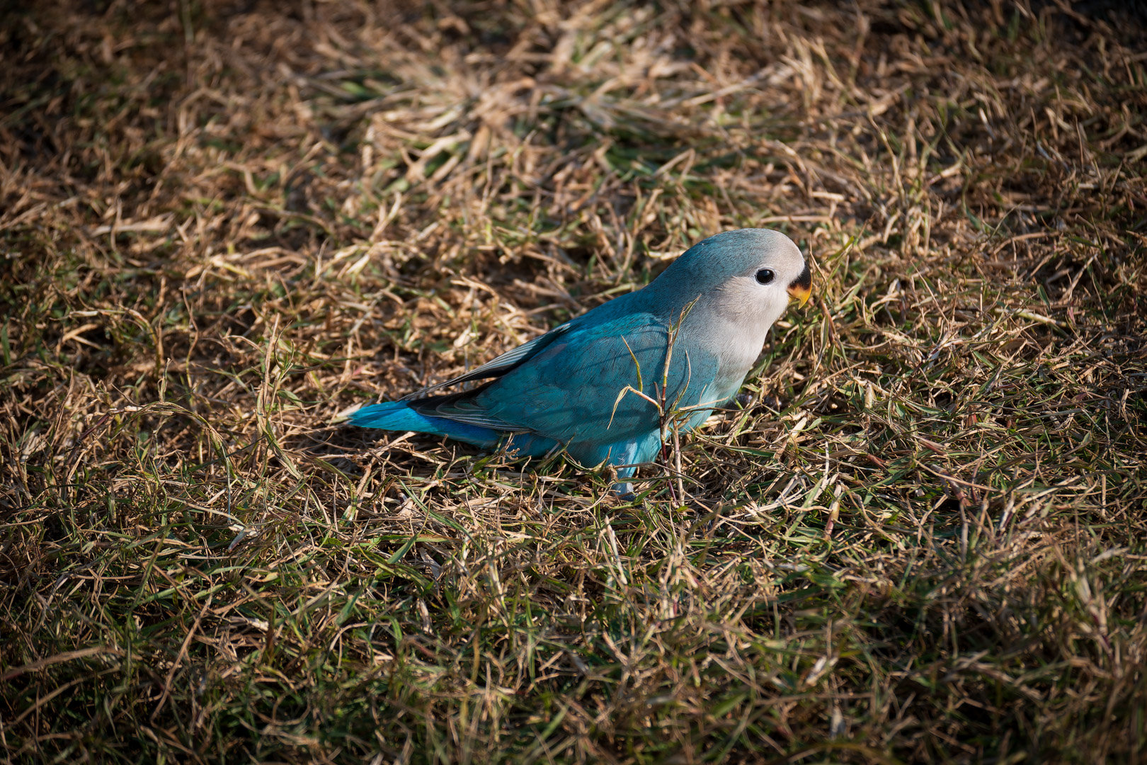 嘿嘿嘿拍到香香鸡了8