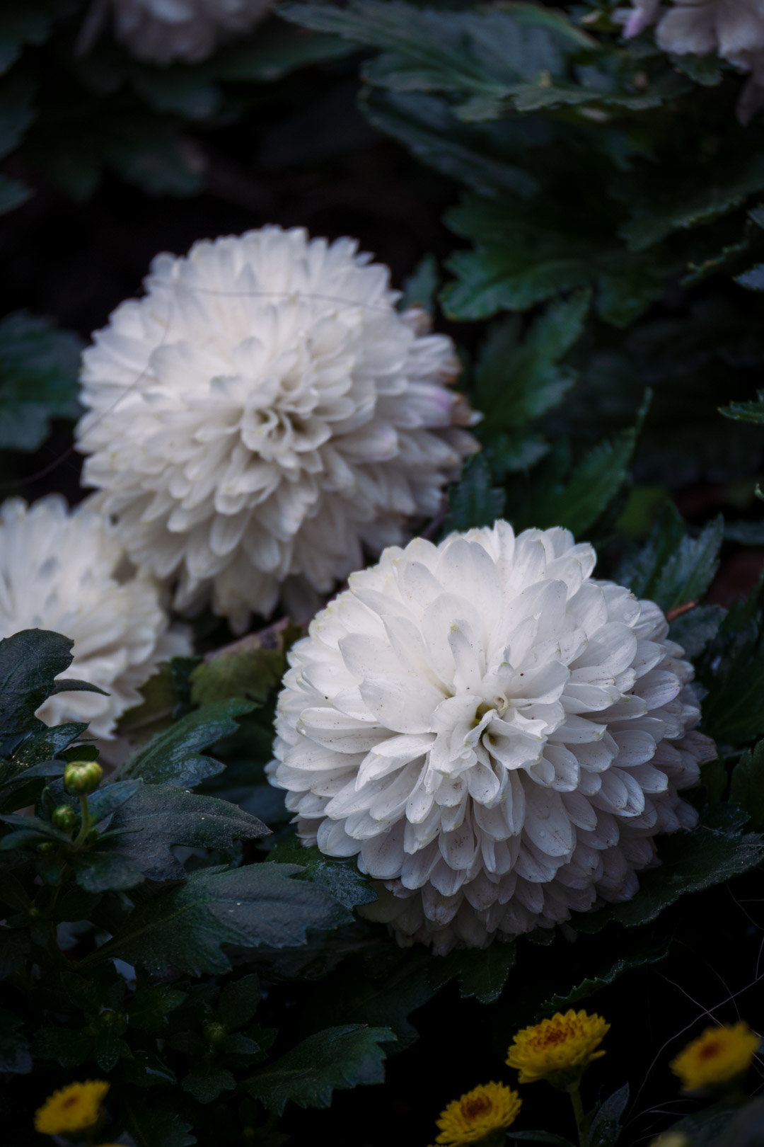嘿嘿嘿拍到香香鸡了12