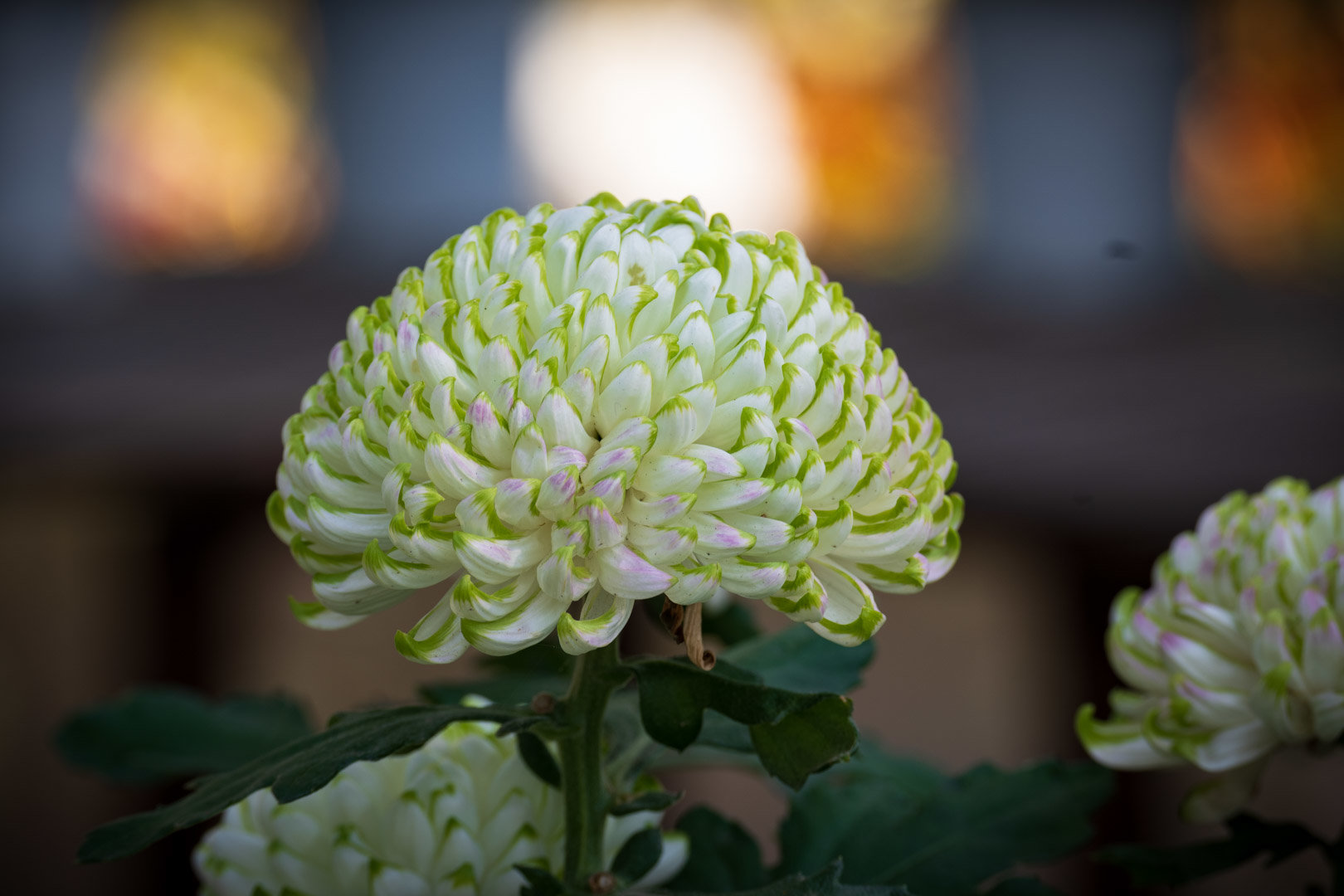 嘿嘿嘿拍到香香鸡了14
