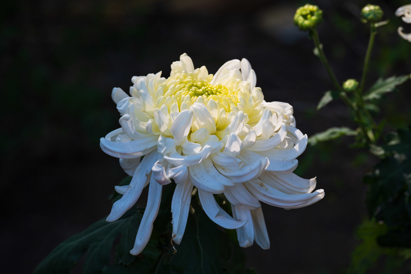 嘿嘿嘿拍到香香鸡了13