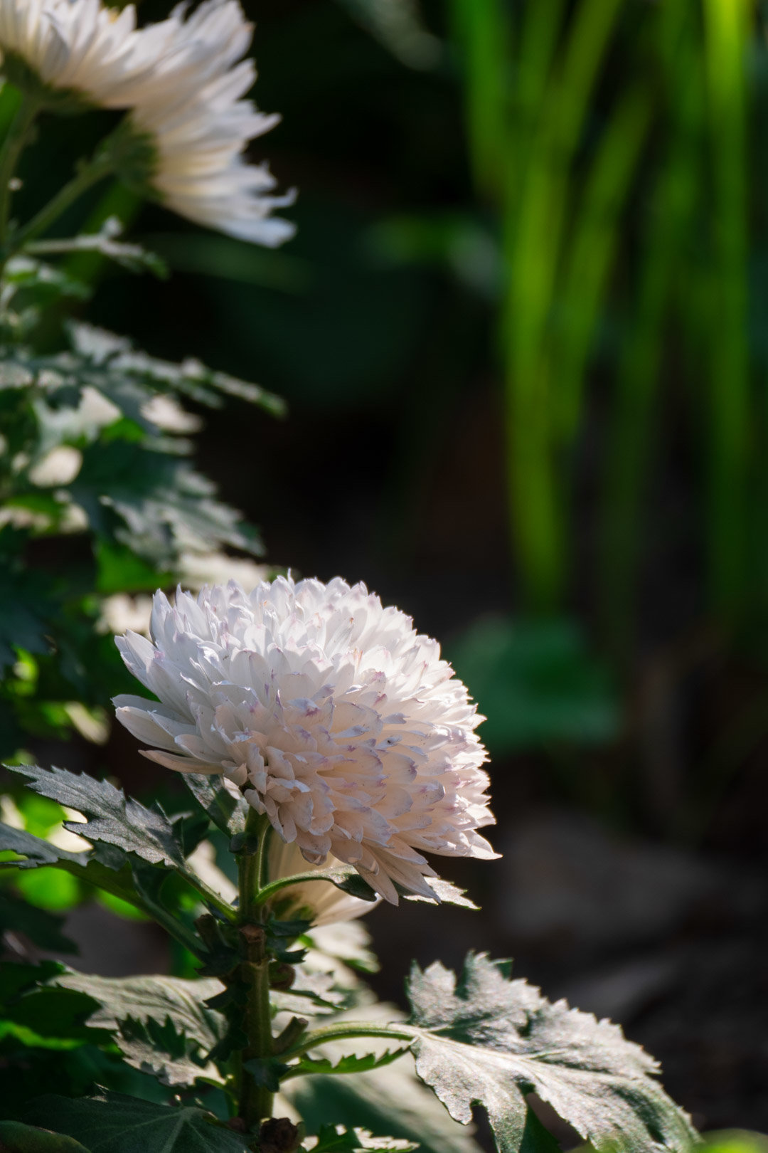 嘿嘿嘿拍到香香鸡了17