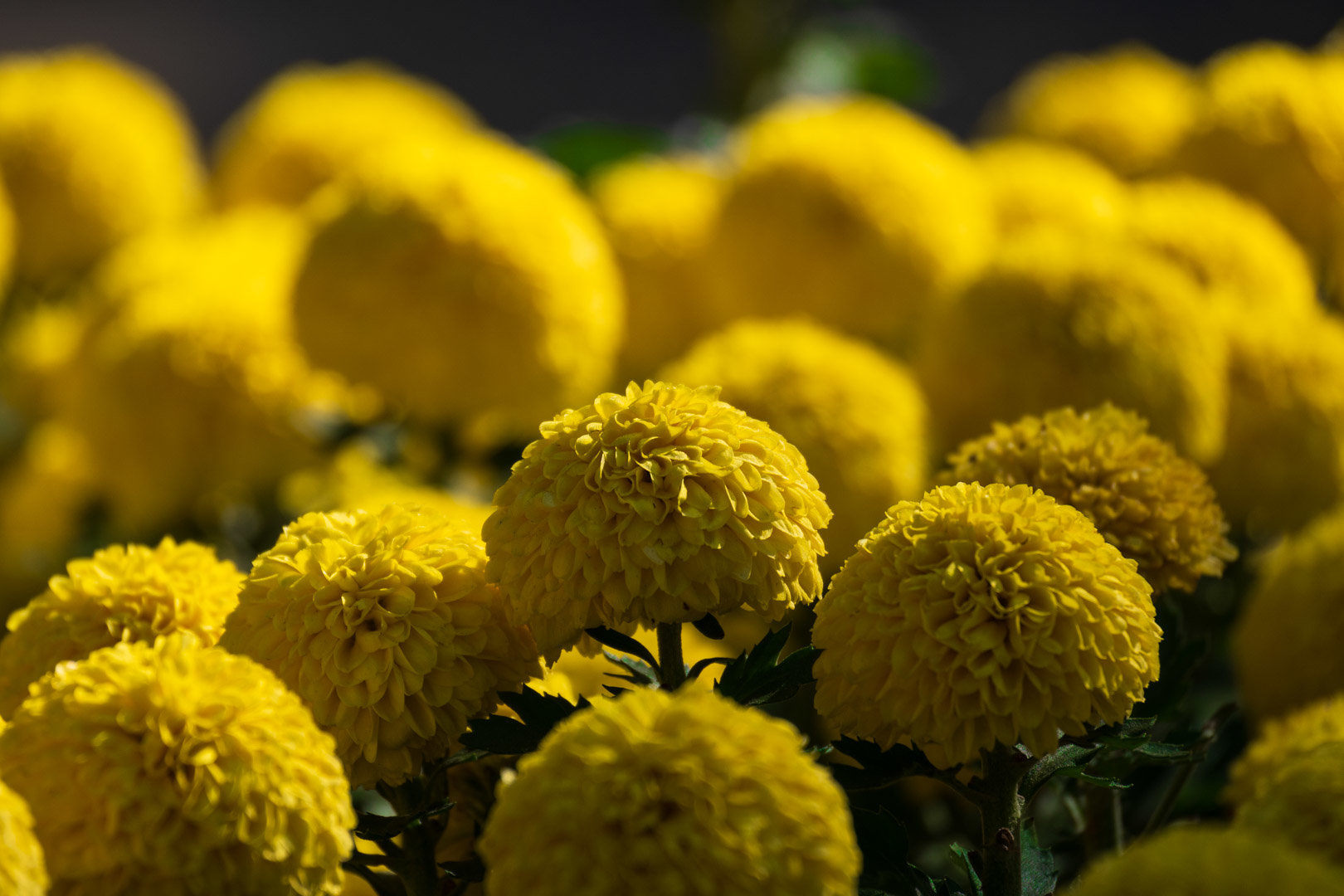 嘿嘿嘿拍到香香鸡了16