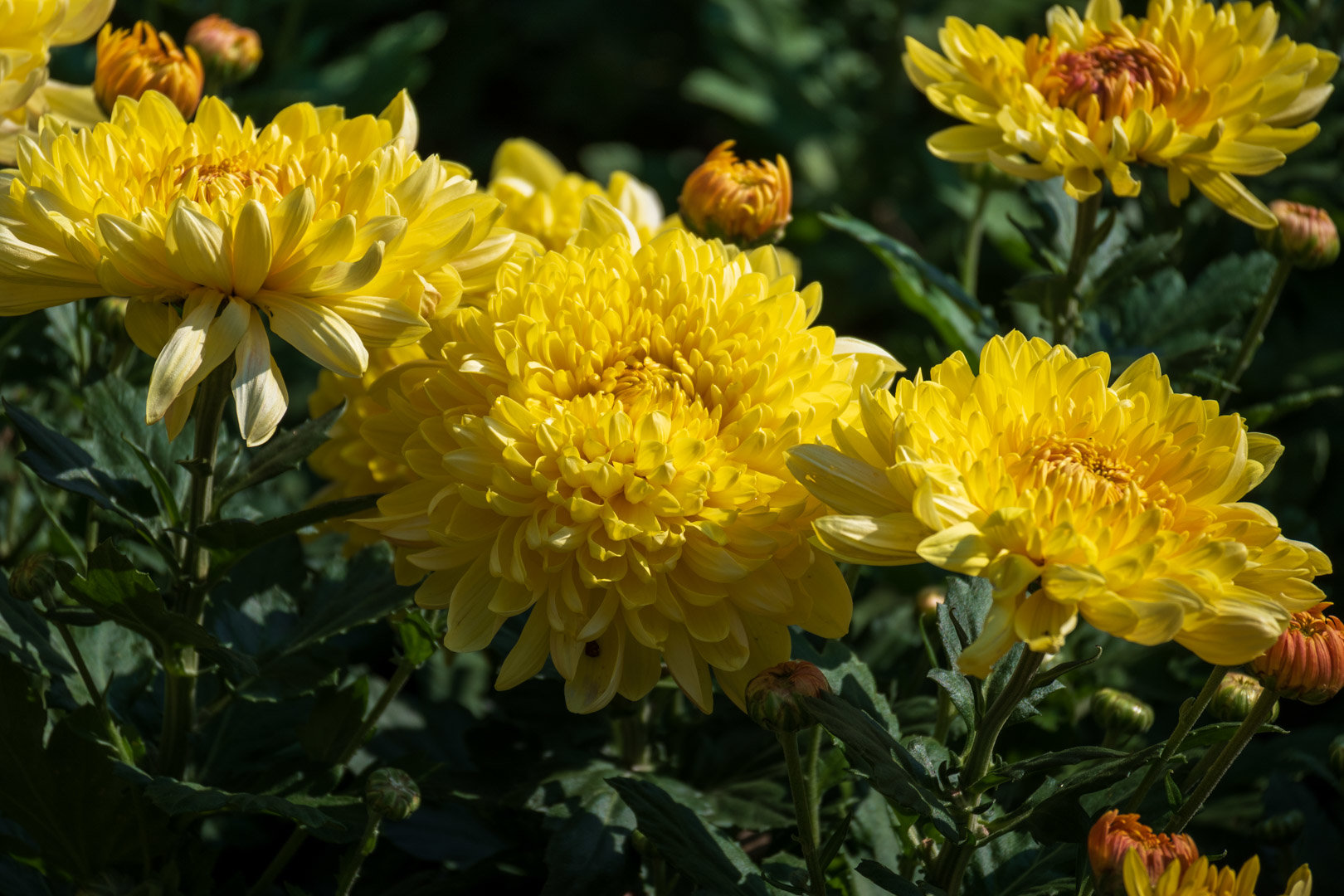 嘿嘿嘿拍到香香鸡了18