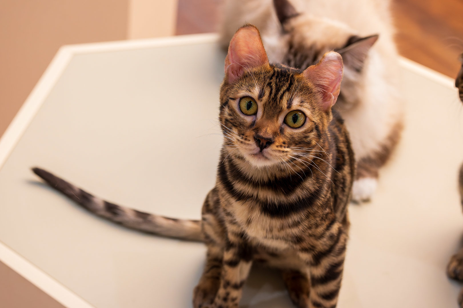 被猫猫打劫了10