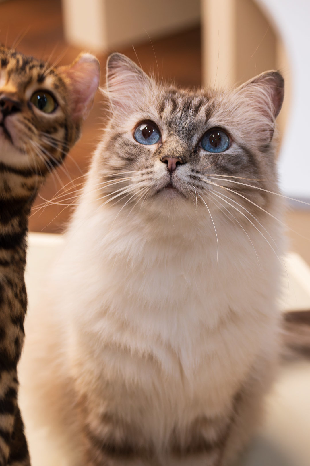 被猫猫打劫了12