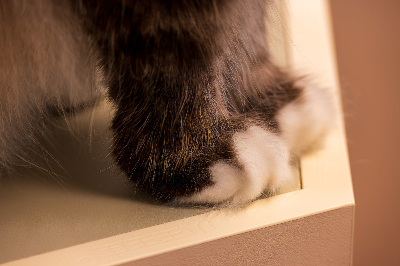 被猫猫打劫了13