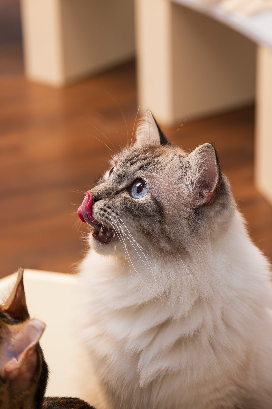 被猫猫打劫了11