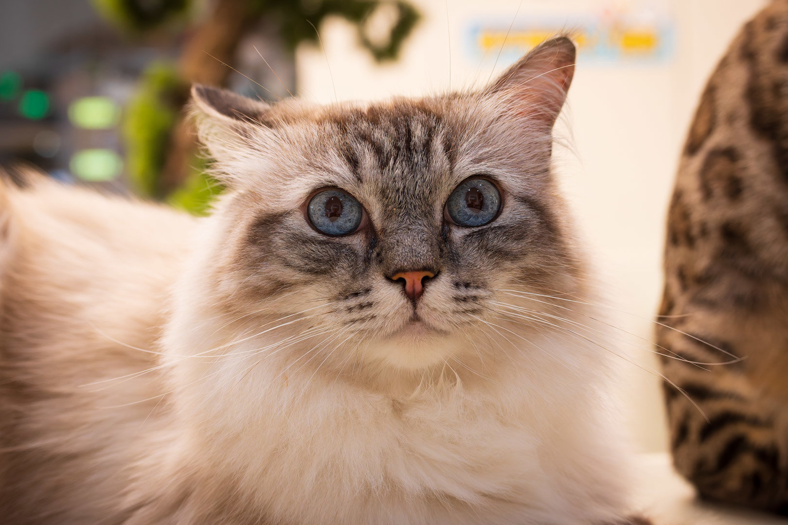 被猫猫打劫了14