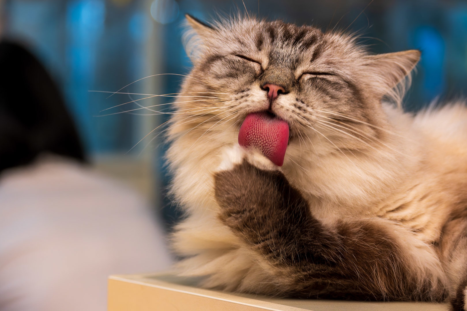 被猫猫打劫了15