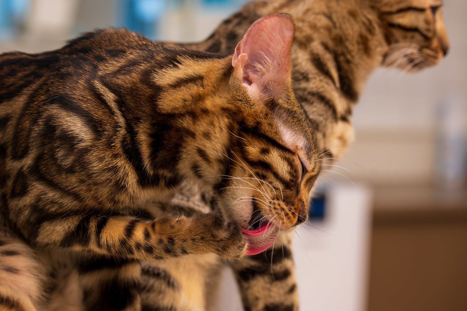 被猫猫打劫了16