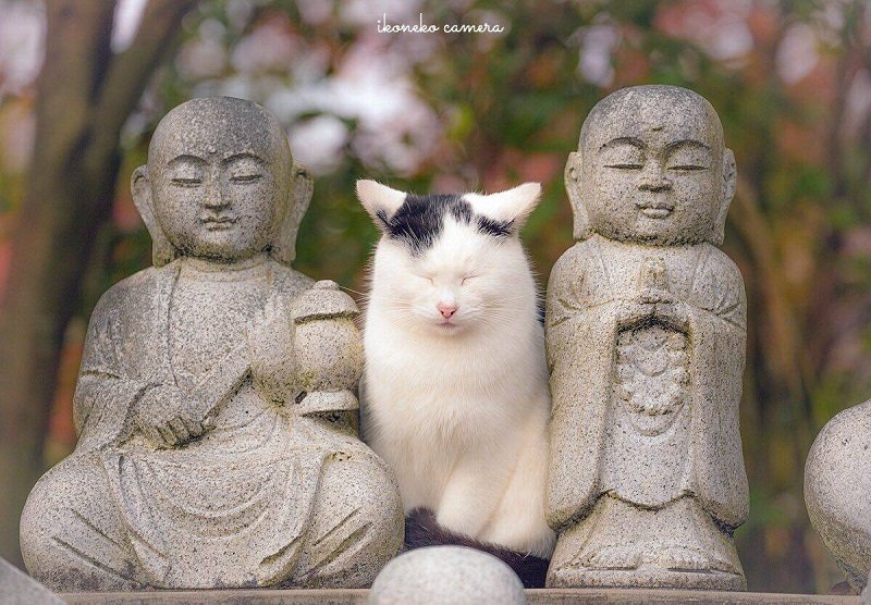 这周的窗帘真好看啊1