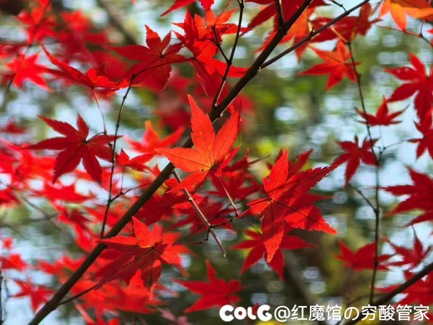 累die，逛完回家(多图杀猫)4