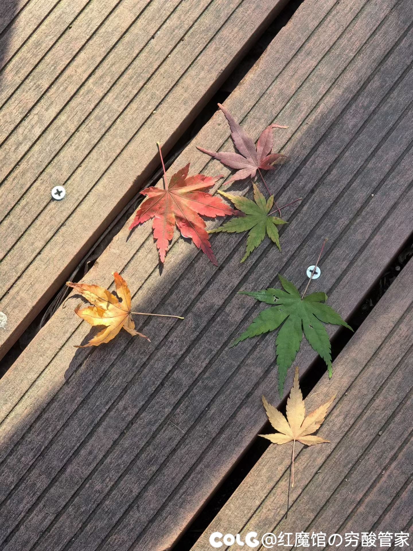 累die，逛完回家(多图杀猫)7