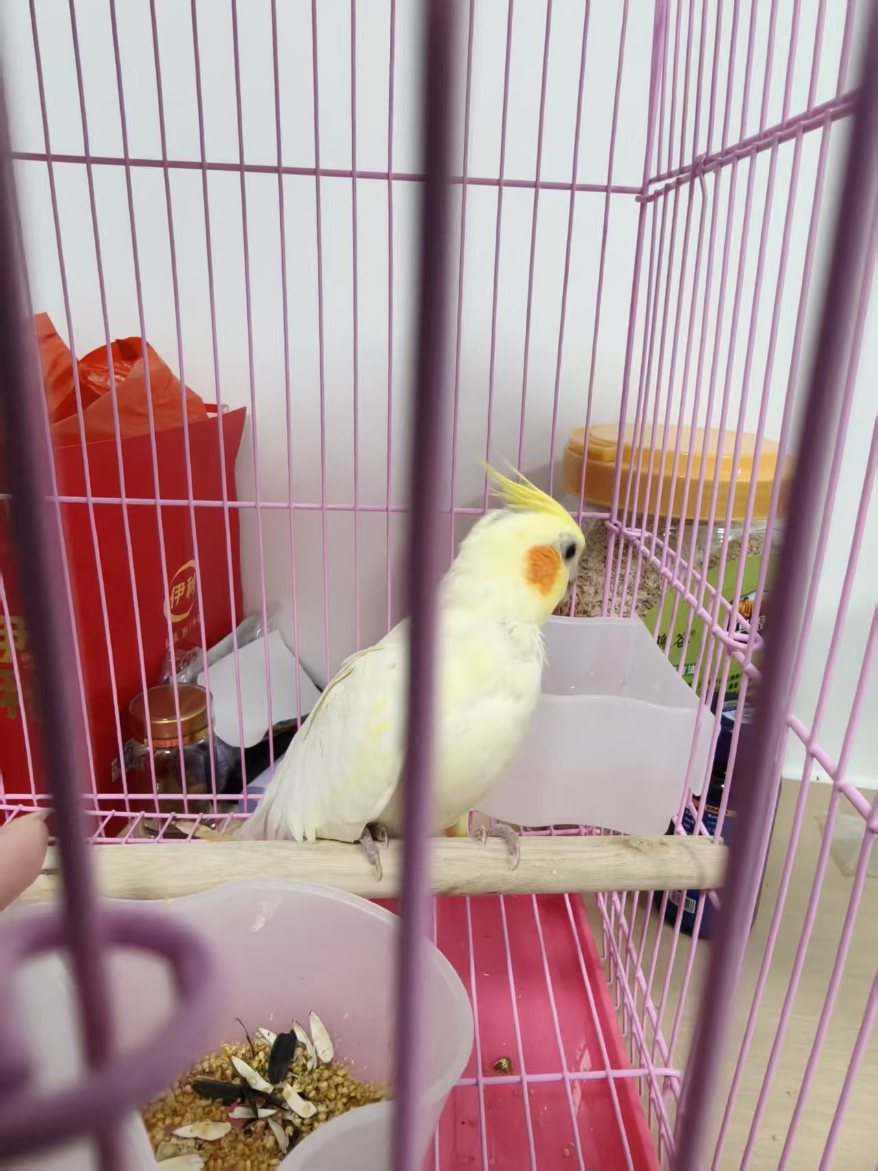 有人想看我的小鸡嘛1