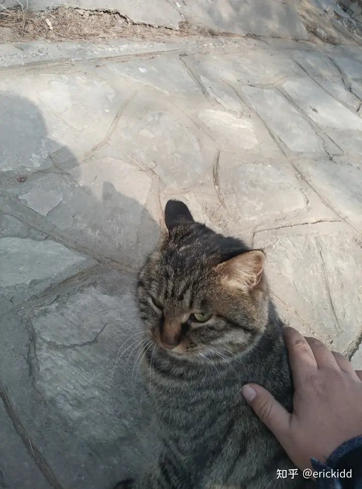 遇见一只很喜欢我的猫猫1