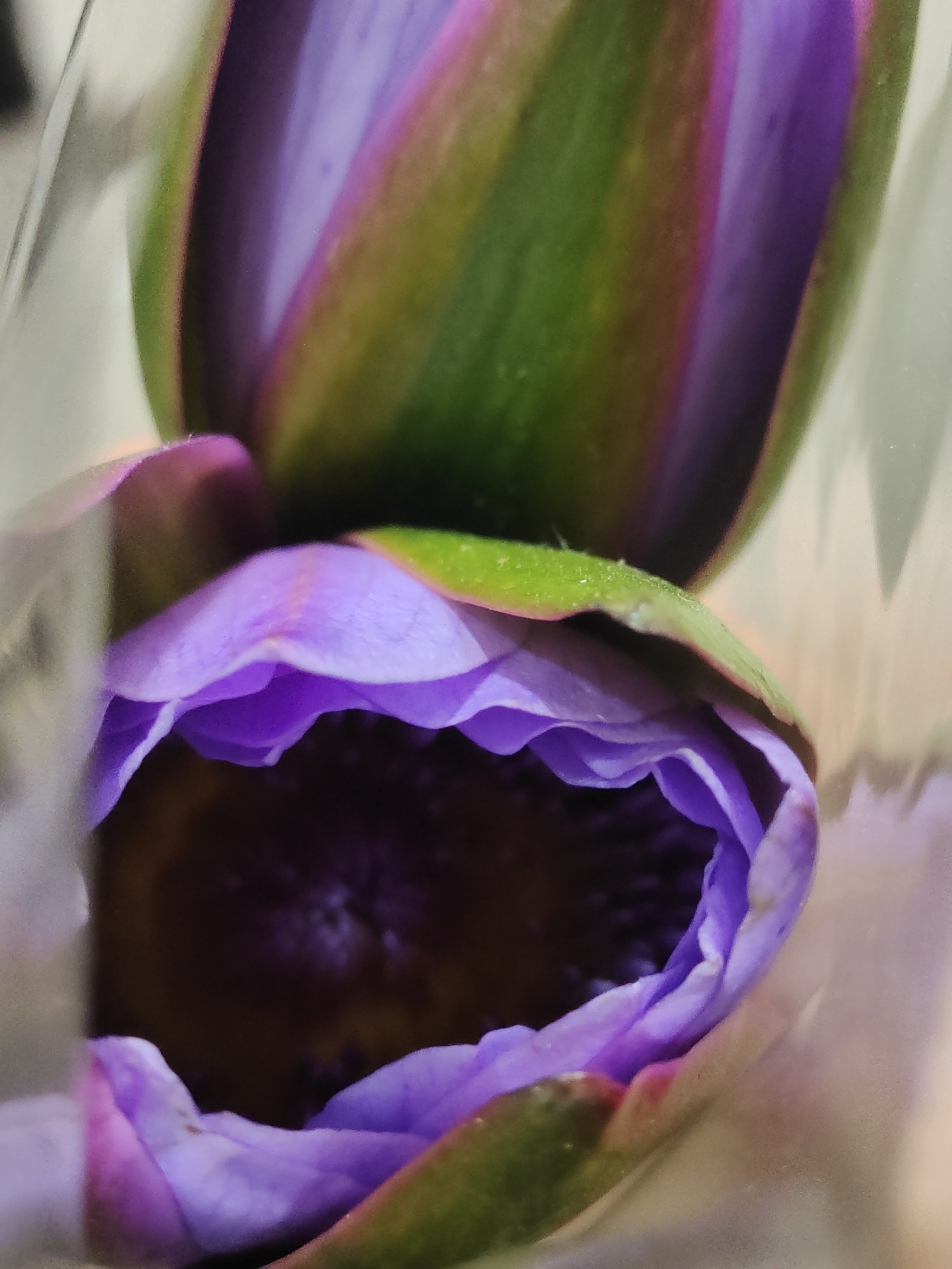 妹妹说紫色很有韵味1