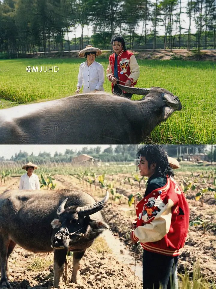 MJ来中国放过牛1