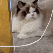 【攻略：阿拉德回合战】在阿拉德玩抽卡RPG游戏，轻松获取太初自选与玲珑徽章2